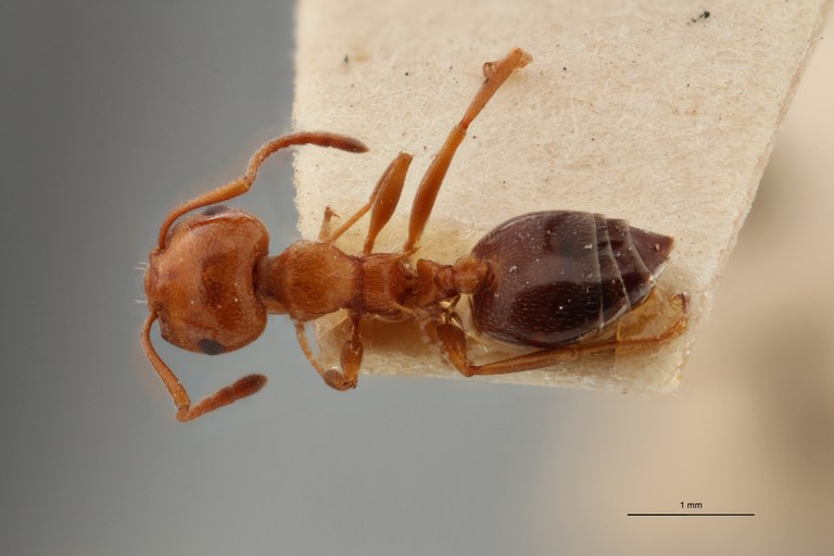 TYPFORM033 Crematogaster scutellaris tenuispina Dorsal ZS PMax.jpg TYPFORM033 Crematogaster scutellaris tenuispina Dorsal ZS PMax.jpg