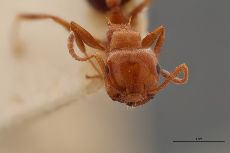 TYPFORM033 Crematogaster scutellaris tenuispina Frontal ZS PMax.jpg TYPFORM033 Crematogaster scutellaris tenuispina Frontal ZS PMax.jpg