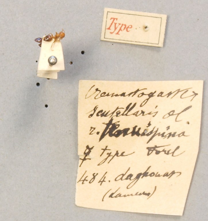 TYPFORM033 Crematogaster scutellaris tenuispina Labels.JPG TYPFORM033 Crematogaster scutellaris tenuispina Labels.JPG