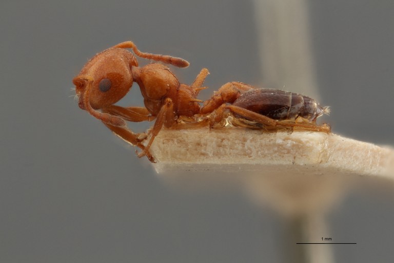 TYPFORM033 Crematogaster scutellaris tenuispina Lateral ZS PMax.jpg TYPFORM033 Crematogaster scutellaris tenuispina Lateral ZS PMax.jpg