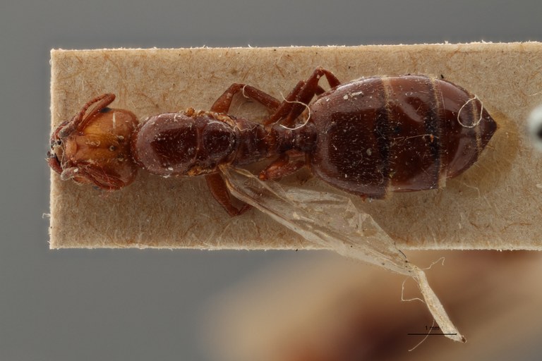 B090 Crematogaster scutellaris var. grouvellei Dorsal ZS PMax.jpg B090 Crematogaster scutellaris var. grouvellei Dorsal ZS PMax.jpg