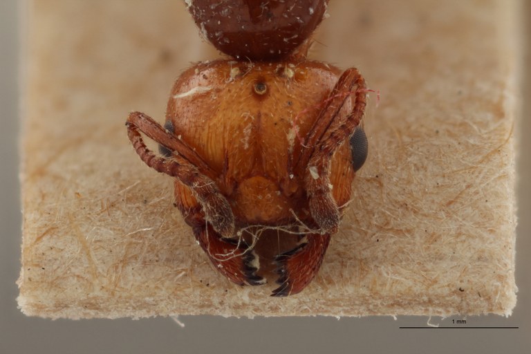 B090 Crematogaster scutellaris var. grouvellei Frontal ZS PMax.jpg B090 Crematogaster scutellaris var. grouvellei Frontal ZS PMax.jpg