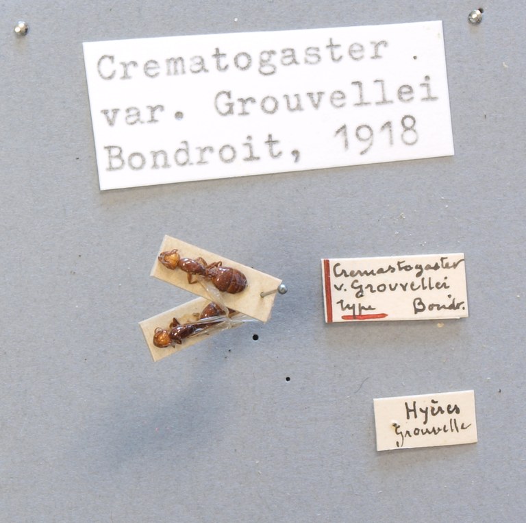 B090 Crematogaster scutellaris var. grouvellei Labels.JPG B090 Crematogaster scutellaris var. grouvellei Labels.JPG