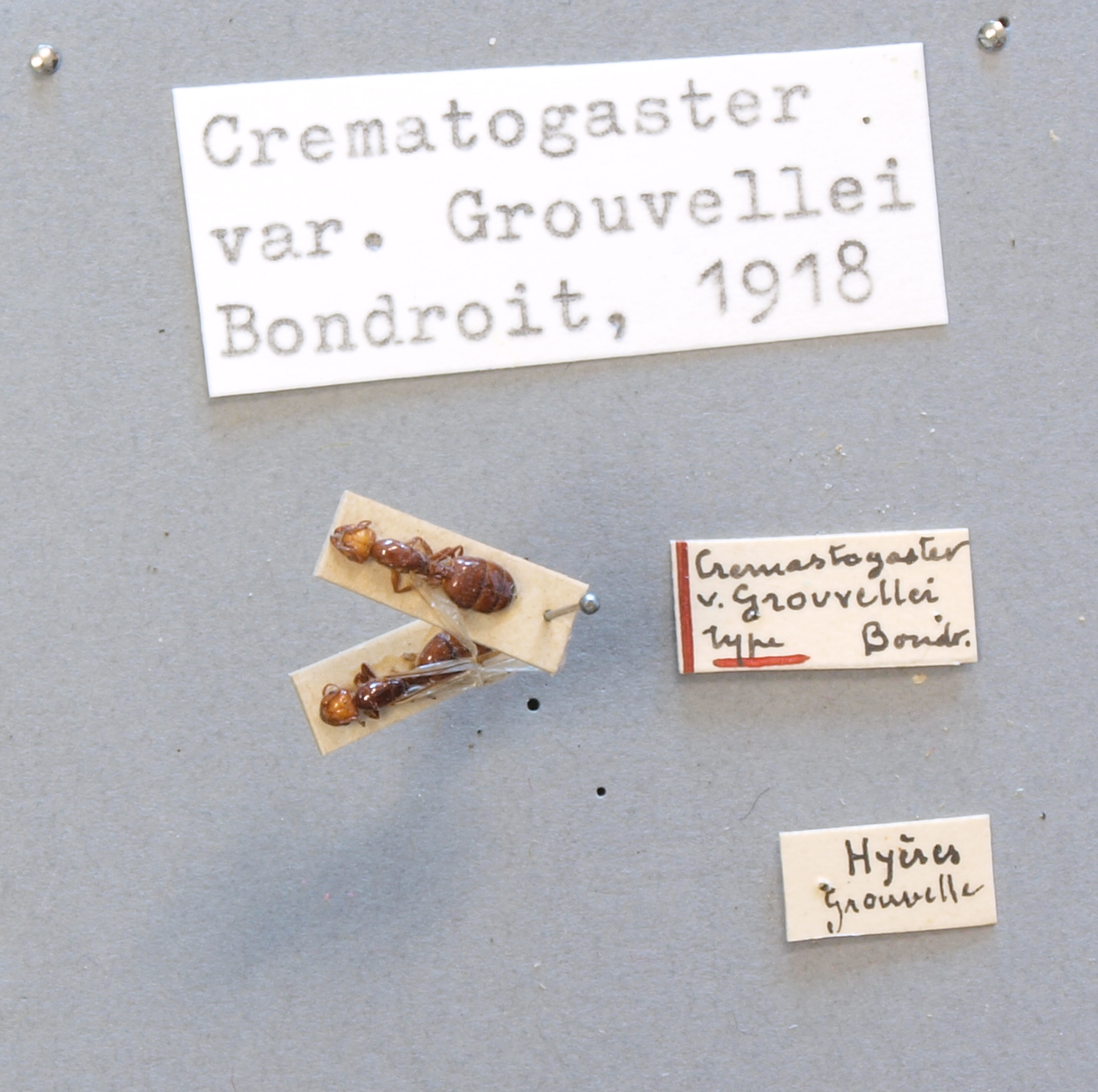 B090 Crematogaster scutellaris var. grouvellei Labels.JPG