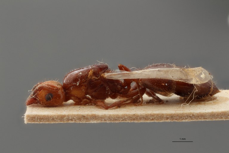 B090 Crematogaster scutellaris var. grouvellei Lateral ZS PMax.jpg B090 Crematogaster scutellaris var. grouvellei Lateral ZS PMax.jpg