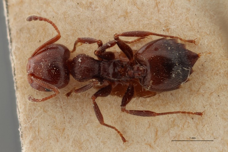B088 Crematogaster scutellaris var. Lichtensteini Dorsal ZS PMax.jpg B088 Crematogaster scutellaris var. Lichtensteini Dorsal ZS PMax.jpg
