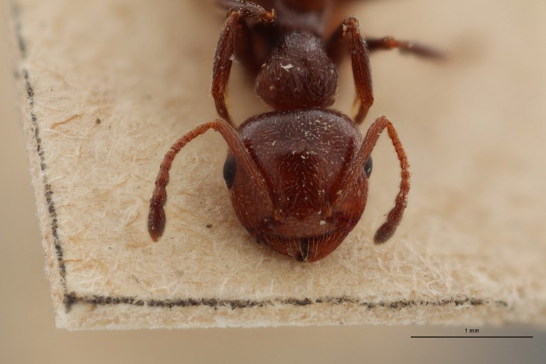 B088 Crematogaster scutellaris var. Lichtensteini Frontal ZS PMax.jpg B088 Crematogaster scutellaris var. Lichtensteini Frontal ZS PMax.jpg