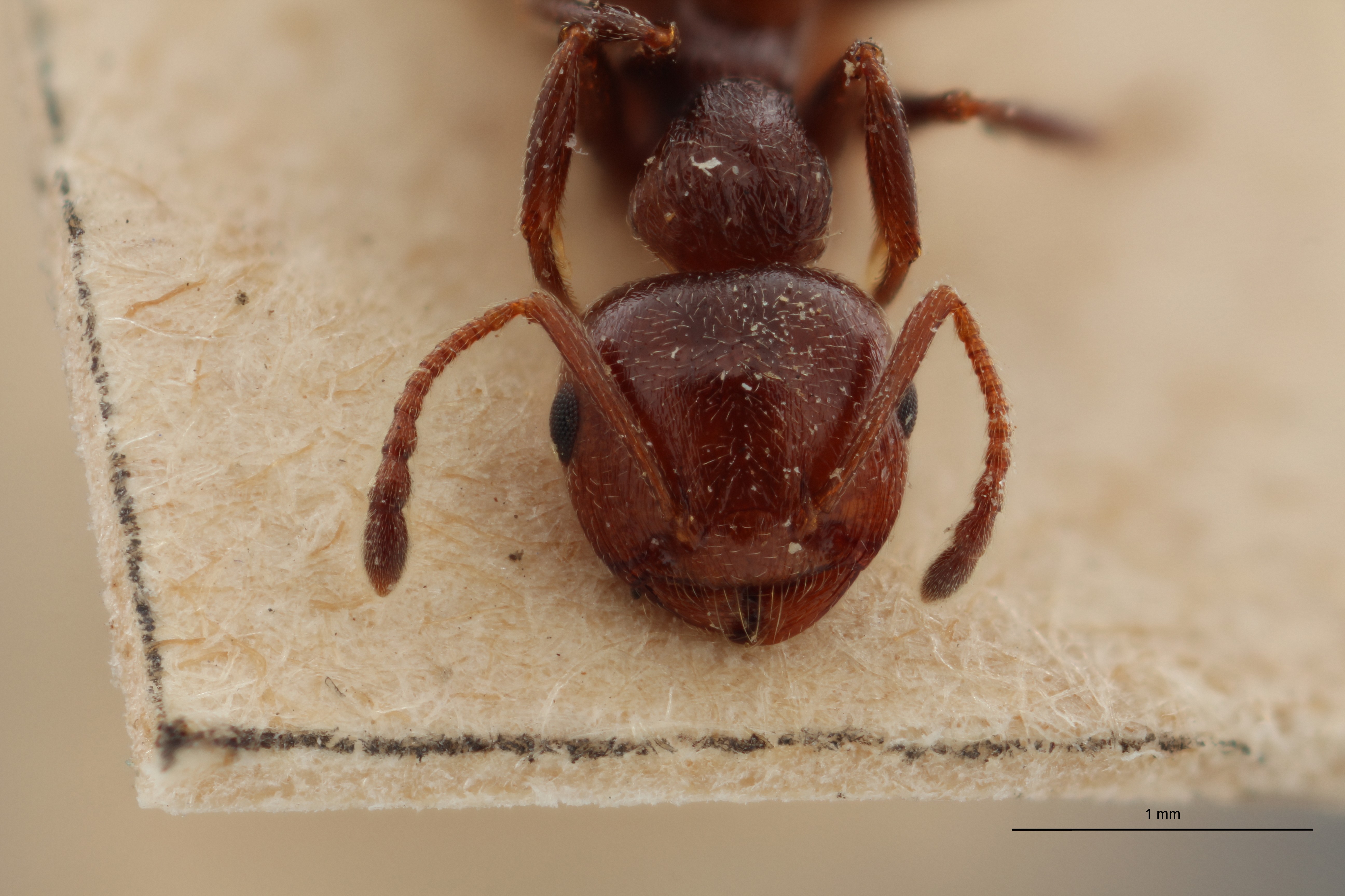 B088 Crematogaster scutellaris var. Lichtensteini Frontal ZS PMax.jpg