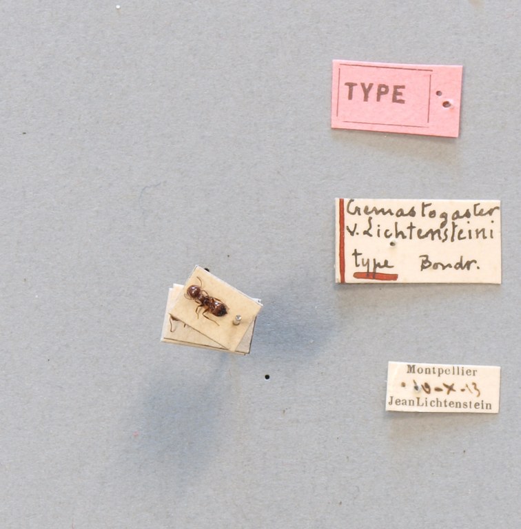 B088 Crematogaster scutellaris var. Lichtensteini Labels.JPG B088 Crematogaster scutellaris var. Lichtensteini Labels.JPG