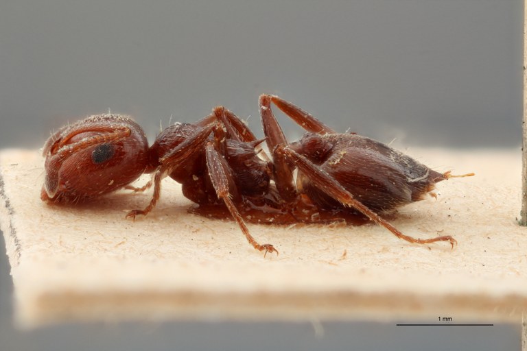 B088 Crematogaster scutellaris var. Lichtensteini Lateral ZS PMax.jpg B088 Crematogaster scutellaris var. Lichtensteini Lateral ZS PMax.jpg