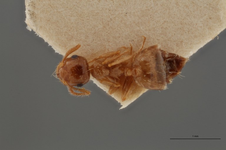 B087 Crematogaster sordidula var. caspica Dorsal ZS PMax.jpg B087 Crematogaster sordidula var. caspica Dorsal ZS PMax.jpg