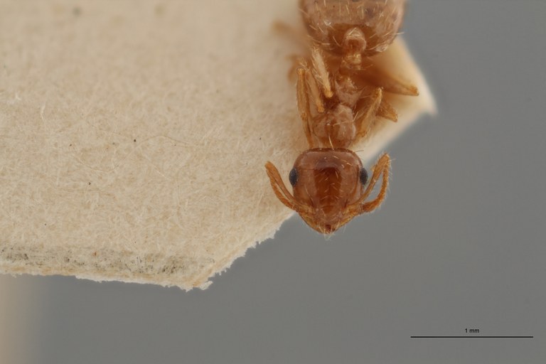 B087 Crematogaster sordidula var. caspica Frontal ZS PMax.jpg B087 Crematogaster sordidula var. caspica Frontal ZS PMax.jpg