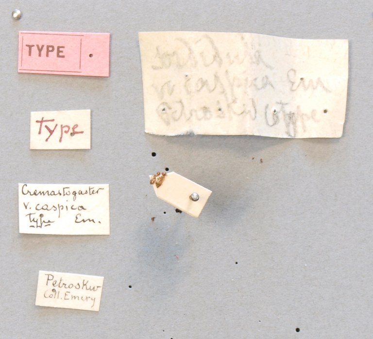 B087 Crematogaster sordidula var. caspica Labels.JPG B087 Crematogaster sordidula var. caspica Labels.JPG