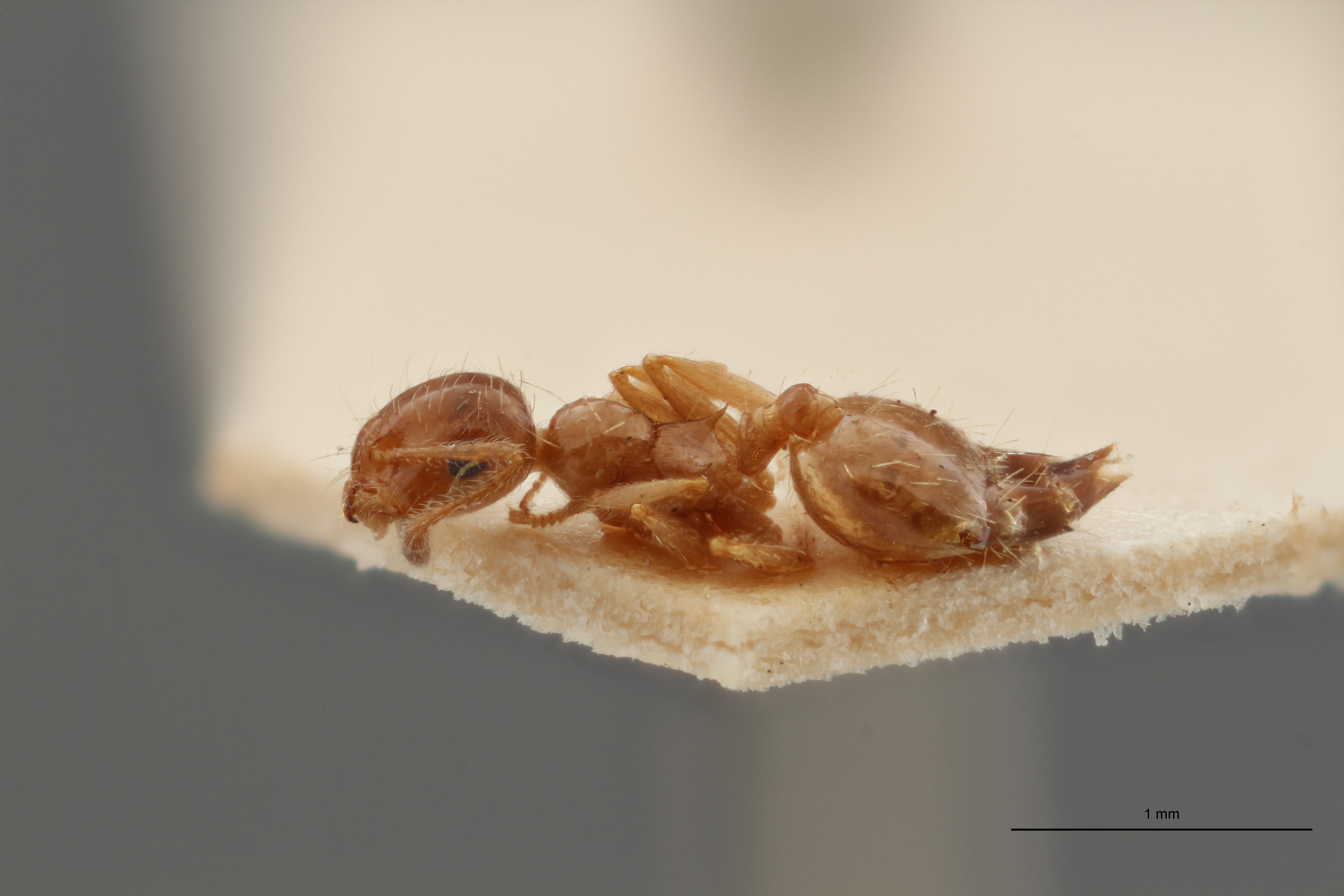 B087 Crematogaster sordidula var. caspica Lateral ZS PMax.jpg