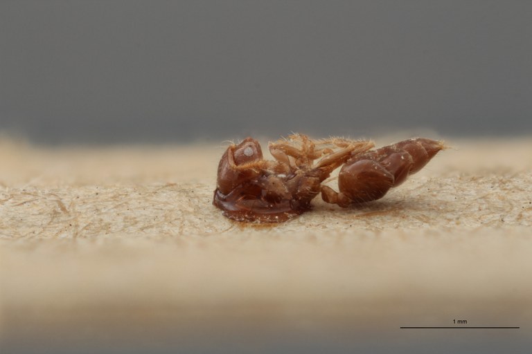 TYPFORM0040 Crematogaster treubi Dorsal ZS PMax.jpg TYPFORM0040 Crematogaster treubi Dorsal ZS PMax.jpg