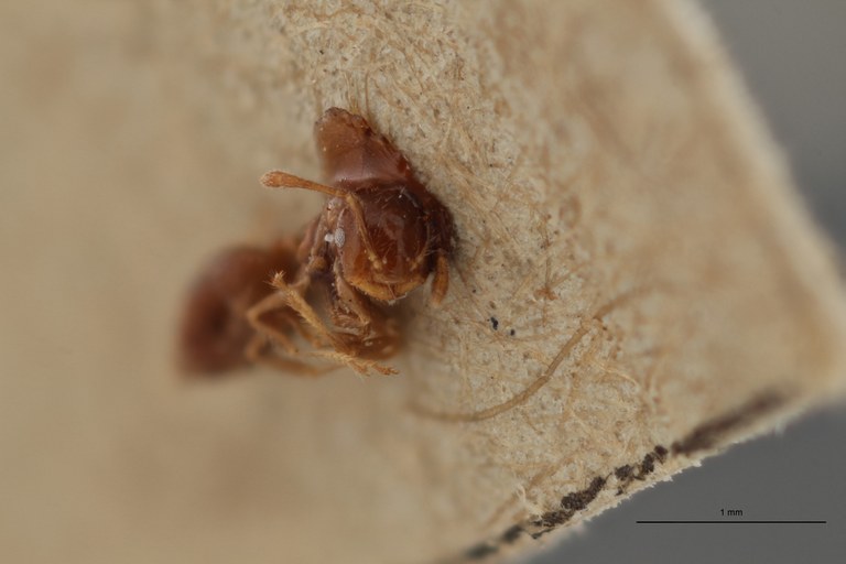 TYPFORM0040 Crematogaster treubi Frontal ZS PMax.jpg TYPFORM0040 Crematogaster treubi Frontal ZS PMax.jpg