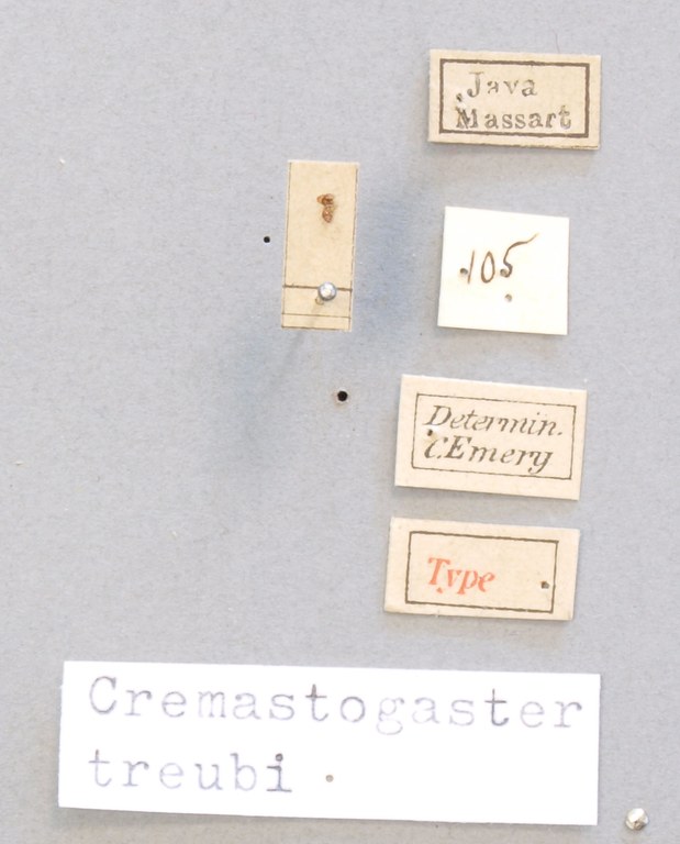 TYPFORM0040 Crematogaster treubi Labels.JPG TYPFORM0040 Crematogaster treubi Labels.JPG