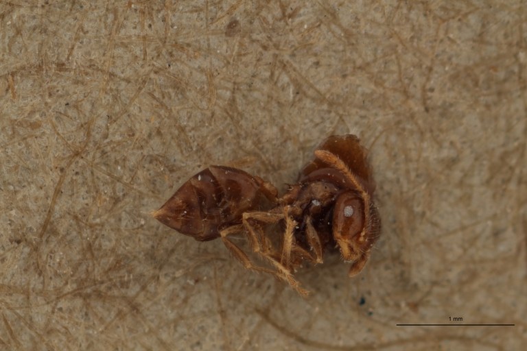 TYPFORM0040 Crematogaster treubi Lateral ZS PMax.jpg TYPFORM0040 Crematogaster treubi Lateral ZS PMax.jpg