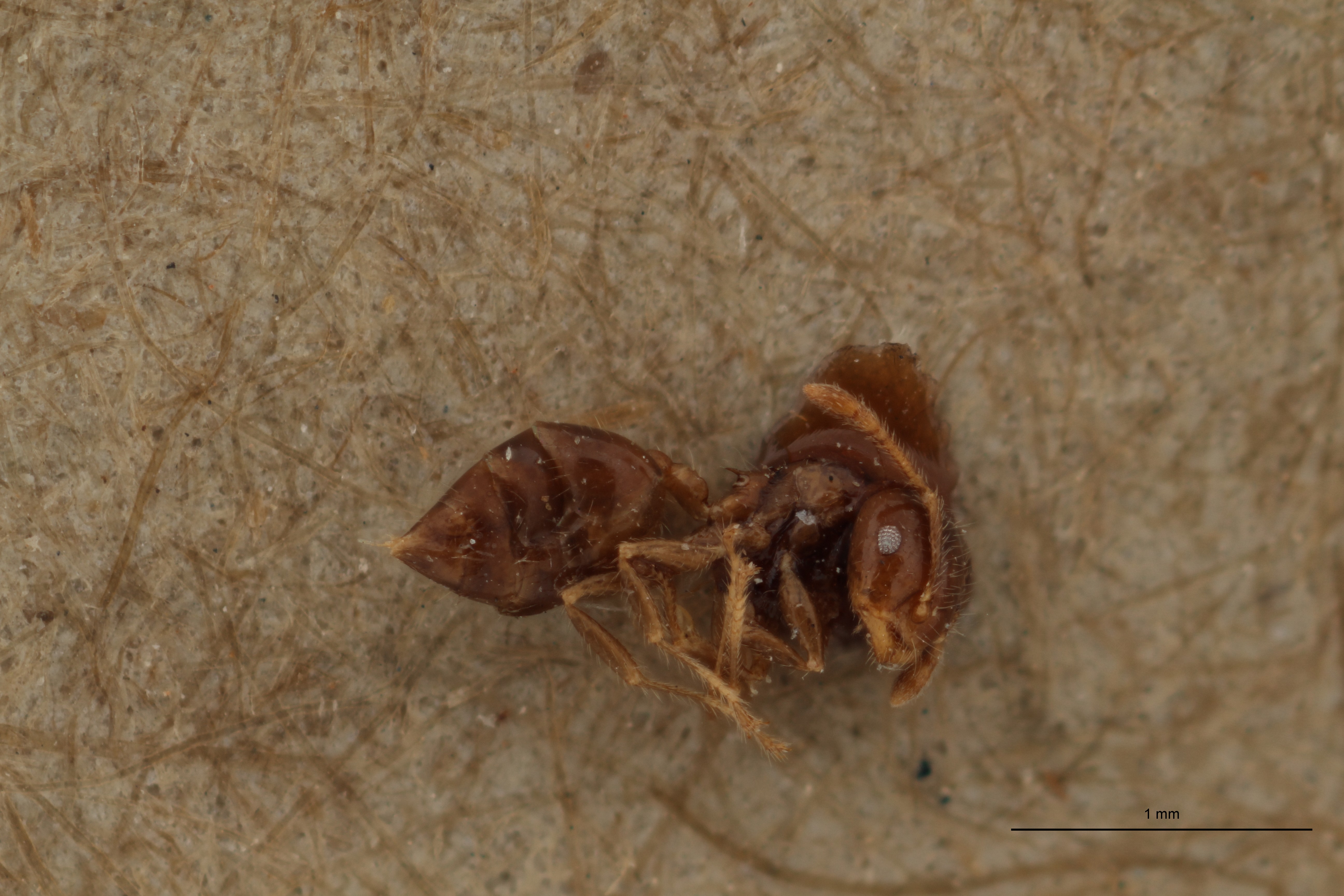 TYPFORM0040 Crematogaster treubi Lateral ZS PMax.jpg