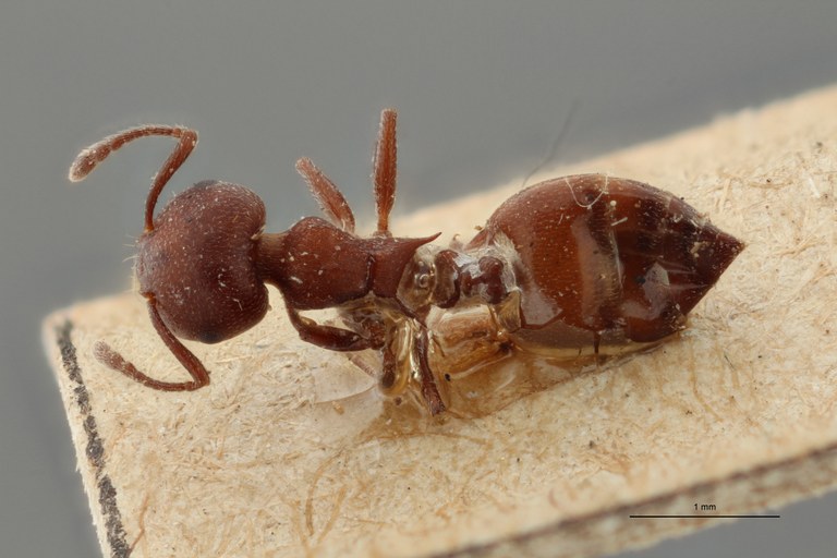 TYPFORM0044 Crematogaster tricolor var. busschodtsi Dorsal ZS PMax.jpg TYPFORM0044 Crematogaster tricolor var. busschodtsi Dorsal ZS PMax.jpg