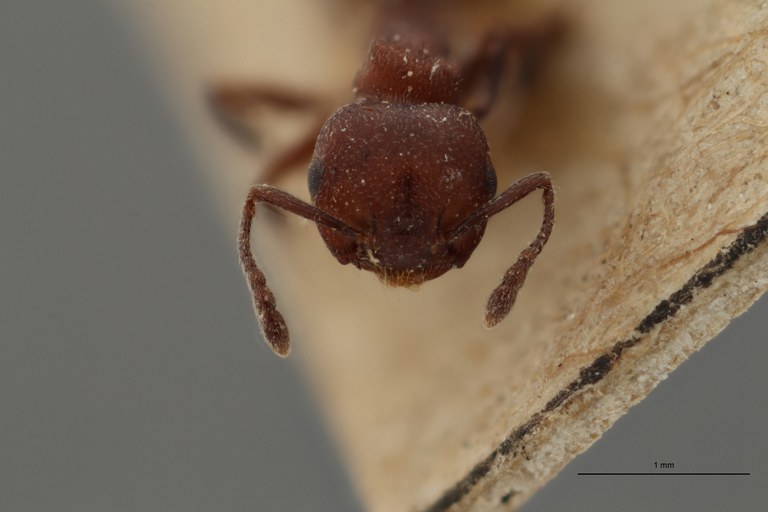 TYPFORM0044 Crematogaster tricolor var. busschodtsi Frontal ZS PMax.jpg TYPFORM0044 Crematogaster tricolor var. busschodtsi Frontal ZS PMax.jpg