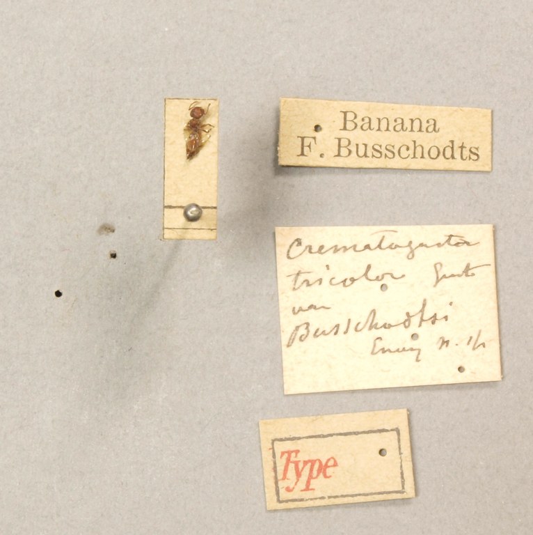 TYPFORM0044 Crematogaster tricolor var. busschodtsi Labels.JPG TYPFORM0044 Crematogaster tricolor var. busschodtsi Labels.JPG
