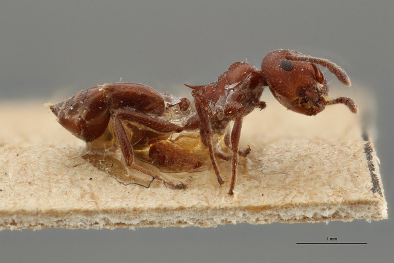 TYPFORM0044 Crematogaster tricolor var. busschodtsi Lateral ZS PMax.jpg TYPFORM0044 Crematogaster tricolor var. busschodtsi Lateral ZS PMax.jpg
