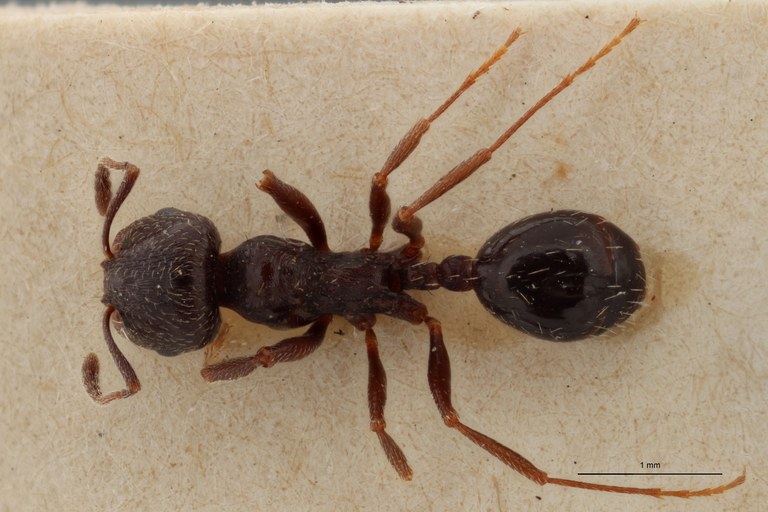 B127 Goniomma blanci var. tuncticum Dorsal ZS PMax.jpg B127 Goniomma blanci var. tuncticum Dorsal ZS PMax.jpg