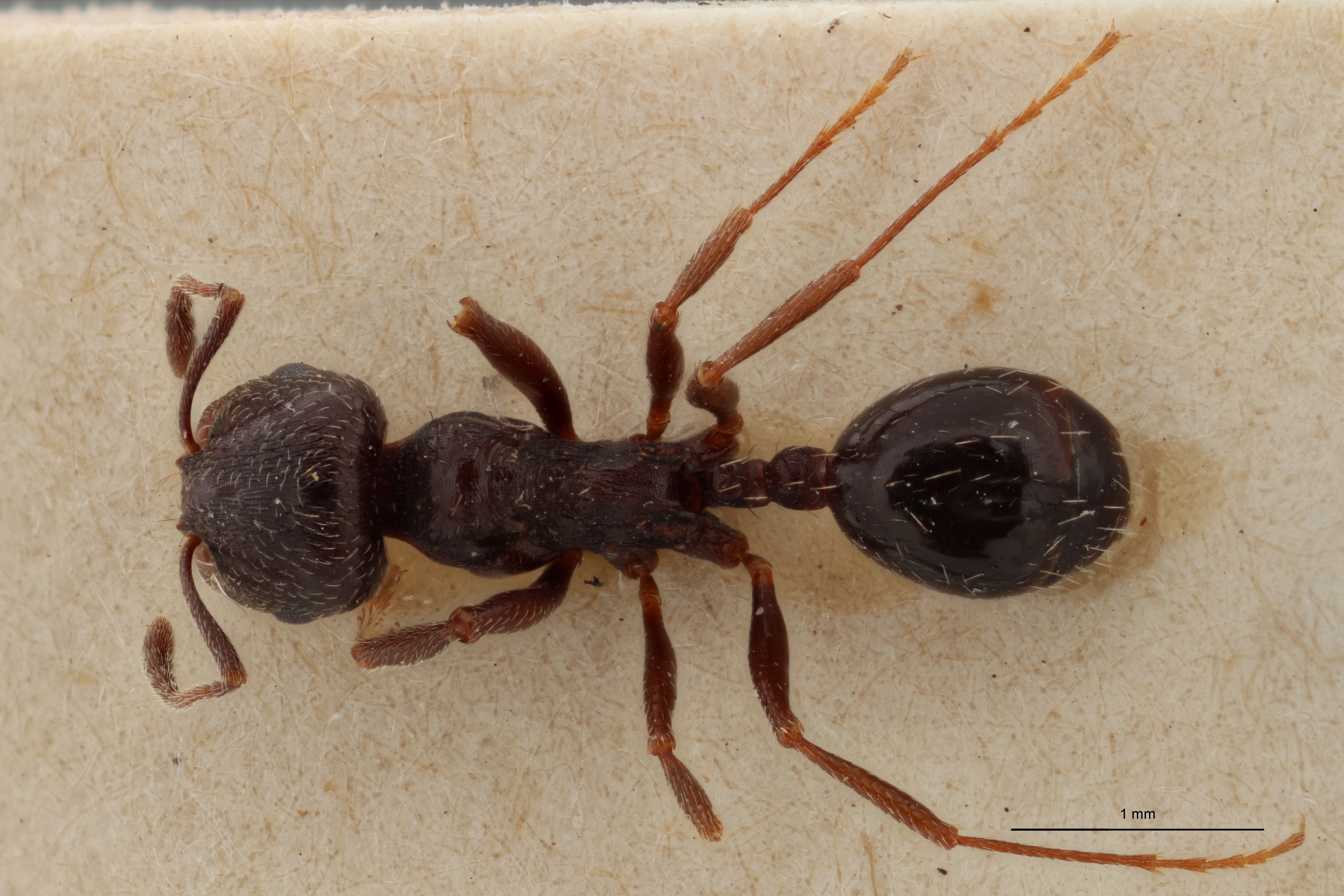 B127 Goniomma blanci var. tuncticum Dorsal ZS PMax.jpg