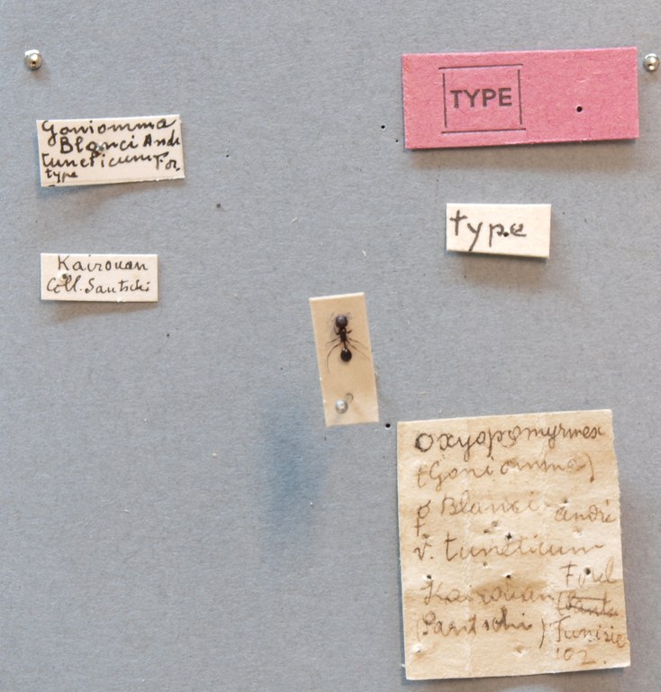 B127 Goniomma blanci var. tuncticum Labels.JPG B127 Goniomma blanci var. tuncticum Labels.JPG