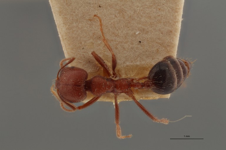 TYPFORM30 Holcomyrmex lameeri Dorsal ZS PMax.jpg TYPFORM30 Holcomyrmex lameeri Dorsal ZS PMax.jpg