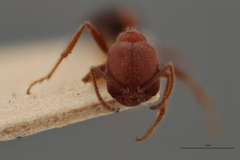 TYPFORM30 Holcomyrmex lameeri Frontal ZS PMax.jpg TYPFORM30 Holcomyrmex lameeri Frontal ZS PMax.jpg