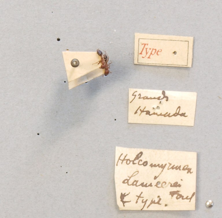 TYPFORM30 Holcomyrmex lameeri Labels.JPG TYPFORM30 Holcomyrmex lameeri Labels.JPG
