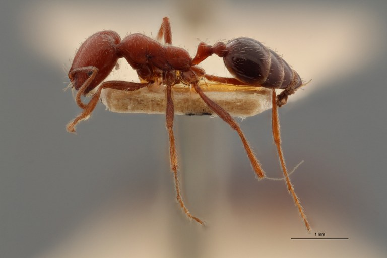 TYPFORM30 Holcomyrmex lameeri Lateral ZS PMax.jpg TYPFORM30 Holcomyrmex lameeri Lateral ZS PMax.jpg