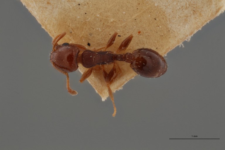 B055 Leptothorax angustulus var. bordagei D ZS PMax.jpg