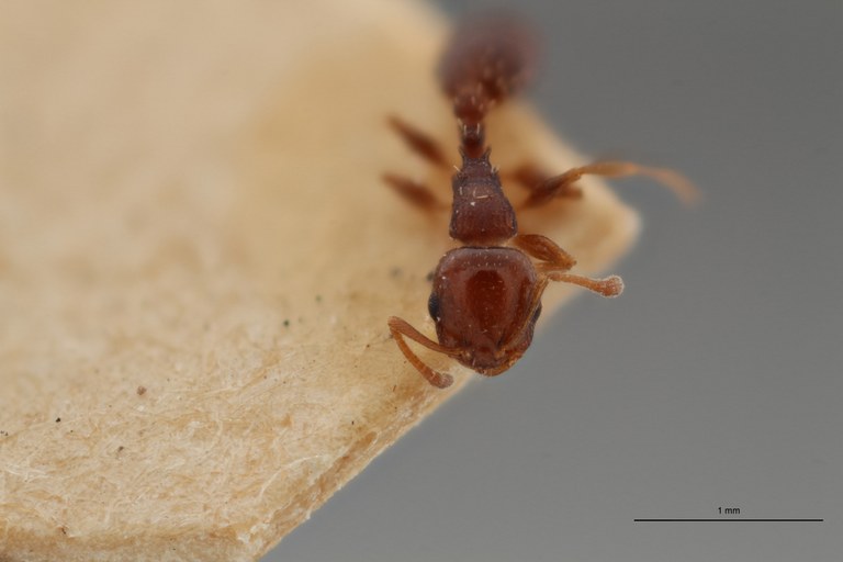 B055 Leptothorax angustulus var. bordagei F ZS PMax.jpg