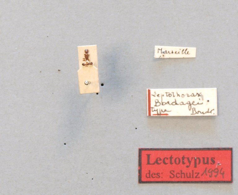B055 Leptothorax angustulus var. bordagei Labels.JPG