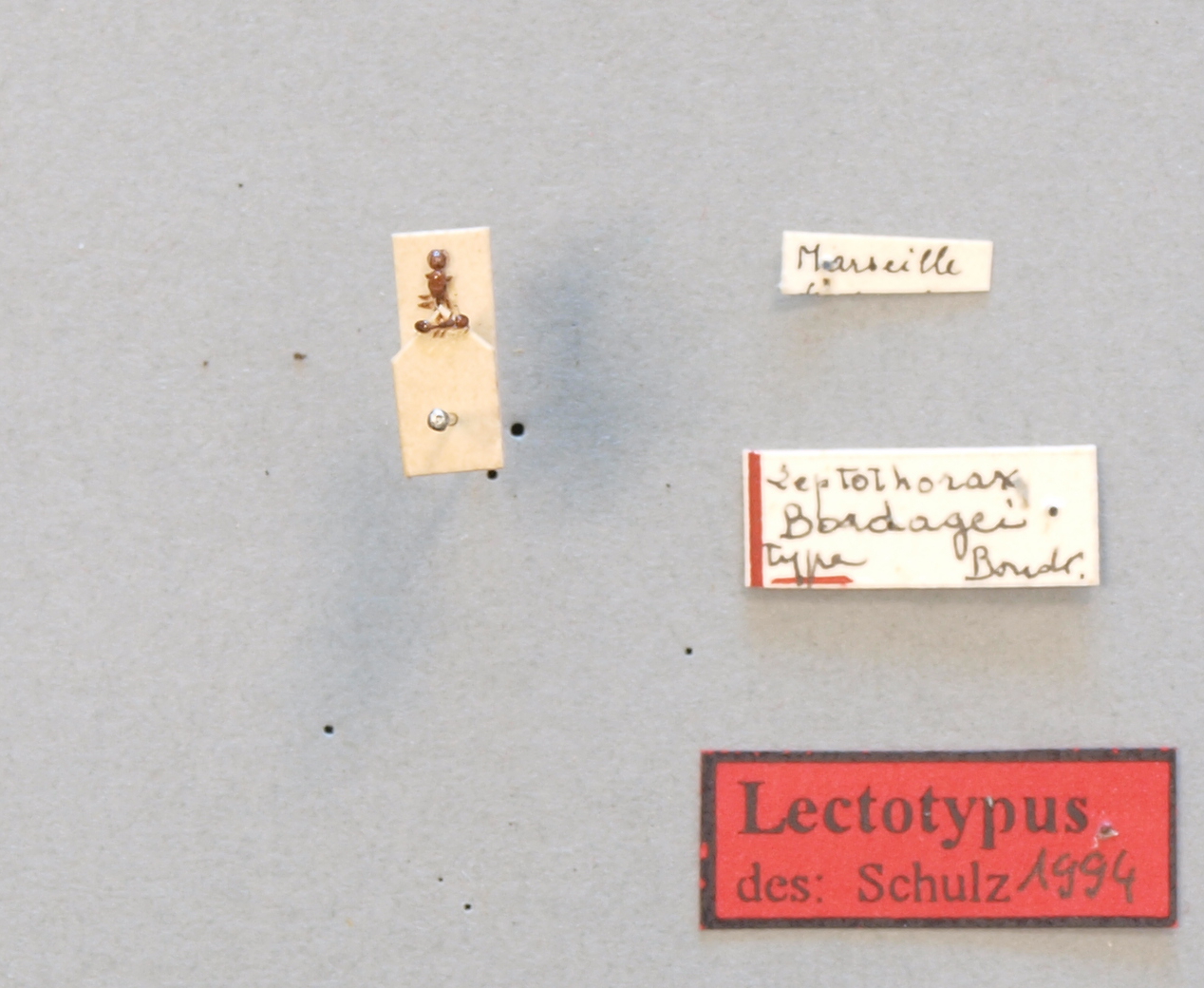 B055 Leptothorax angustulus var. bordagei Labels.JPG