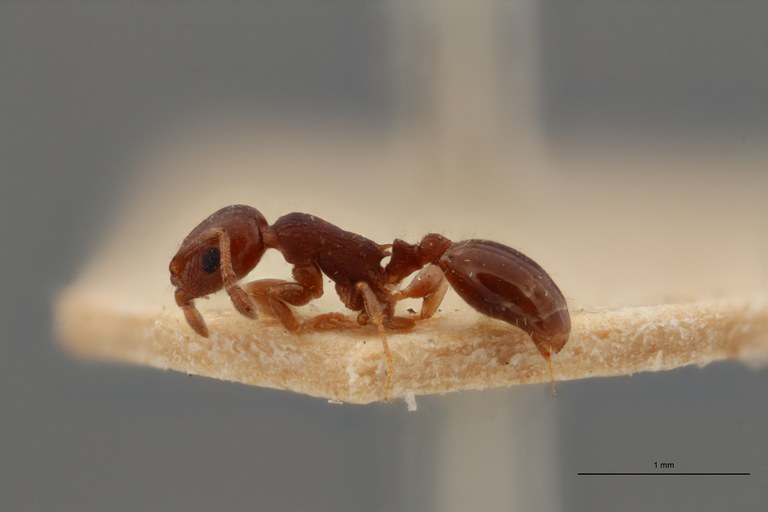 B055 Leptothorax angustulus var. bordagei Lt ZS PMax.jpg