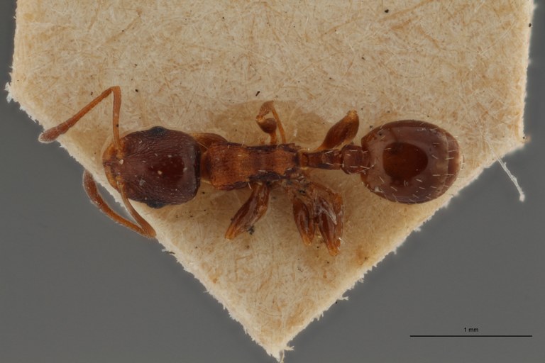 B054 Leptothorax angustulus var. kraussei D ZS PMax.jpg B054 Leptothorax angustulus var. kraussei D ZS PMax.jpg