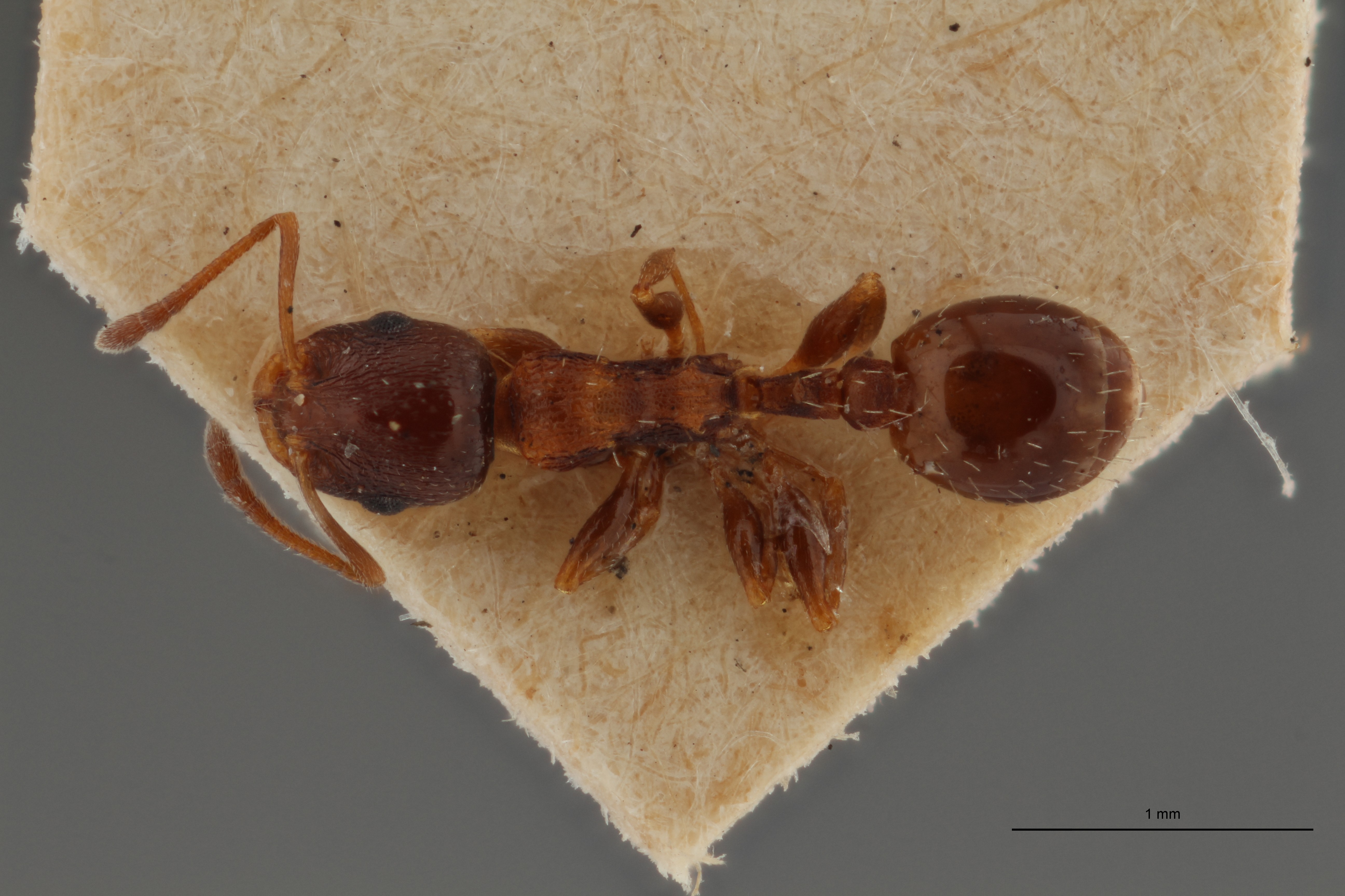 B054 Leptothorax angustulus var. kraussei D ZS PMax.jpg