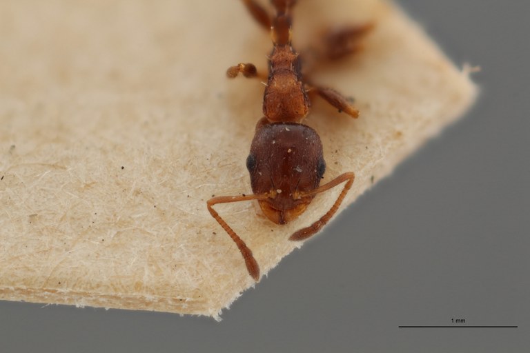 B054 Leptothorax angustulus var. kraussei F ZS PMax.jpg B054 Leptothorax angustulus var. kraussei F ZS PMax.jpg