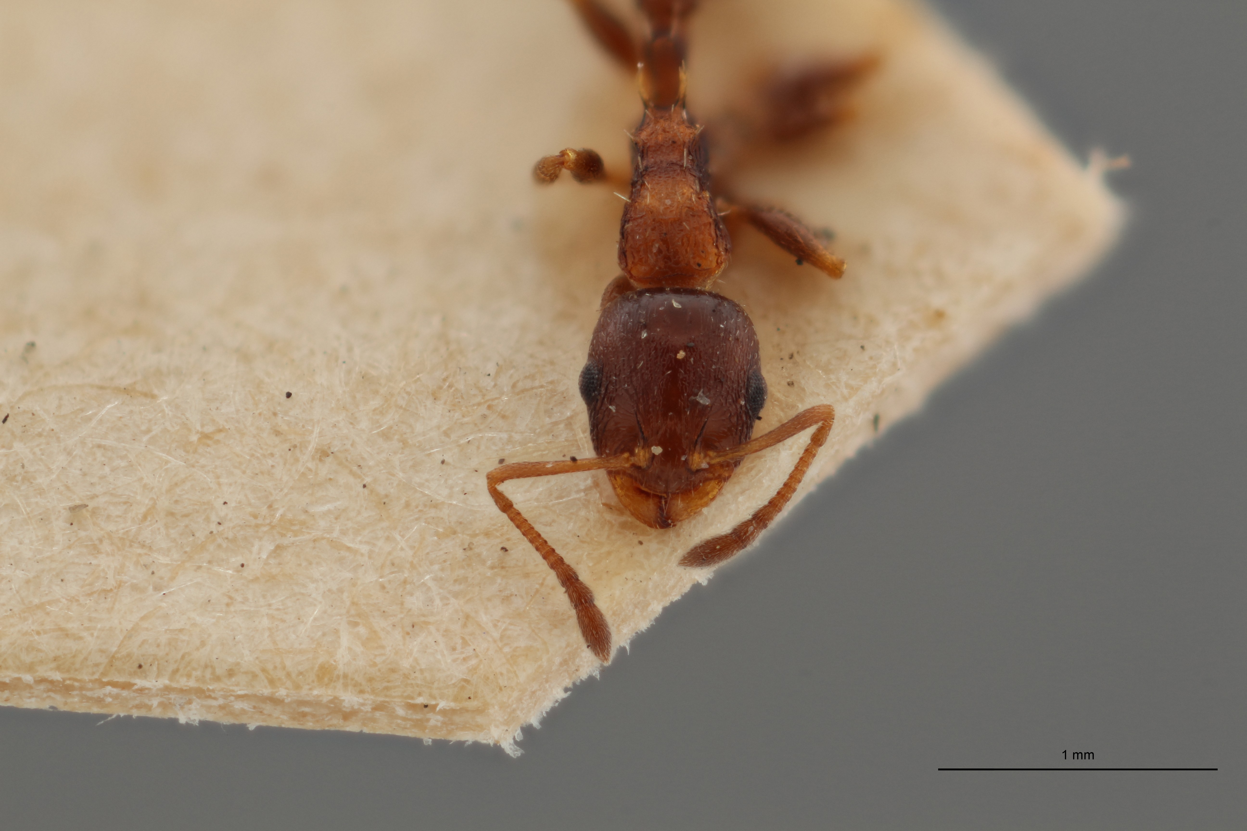 B054 Leptothorax angustulus var. kraussei F ZS PMax.jpg