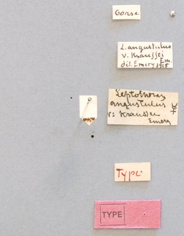 B054 Leptothorax angustulus var. kraussei Labels.JPG B054 Leptothorax angustulus var. kraussei Labels.JPG