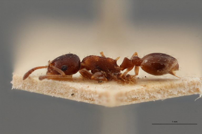 B054 Leptothorax angustulus var. kraussei Lt ZS PMax.jpg