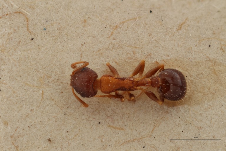 B065 Leptothorax angustulus var. trabutii Dorsal ZS PMax.jpg B065 Leptothorax angustulus var. trabutii Dorsal ZS PMax.jpg