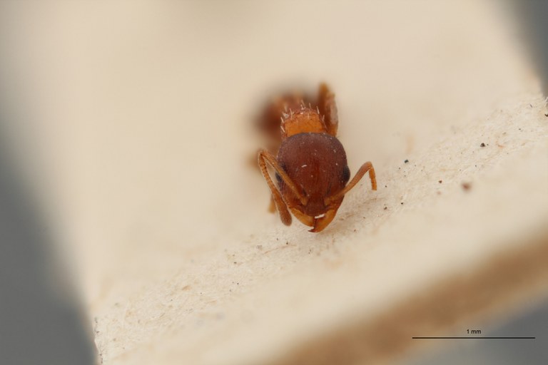 B065 Leptothorax angustulus var. trabutii Frontal ZS PMax.jpg B065 Leptothorax angustulus var. trabutii Frontal ZS PMax.jpg