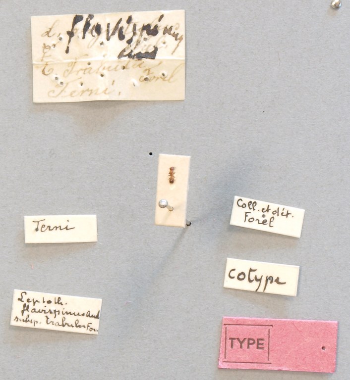 B065 Leptothorax angustulus var. trabutii Labels.JPG B065 Leptothorax angustulus var. trabutii Labels.JPG