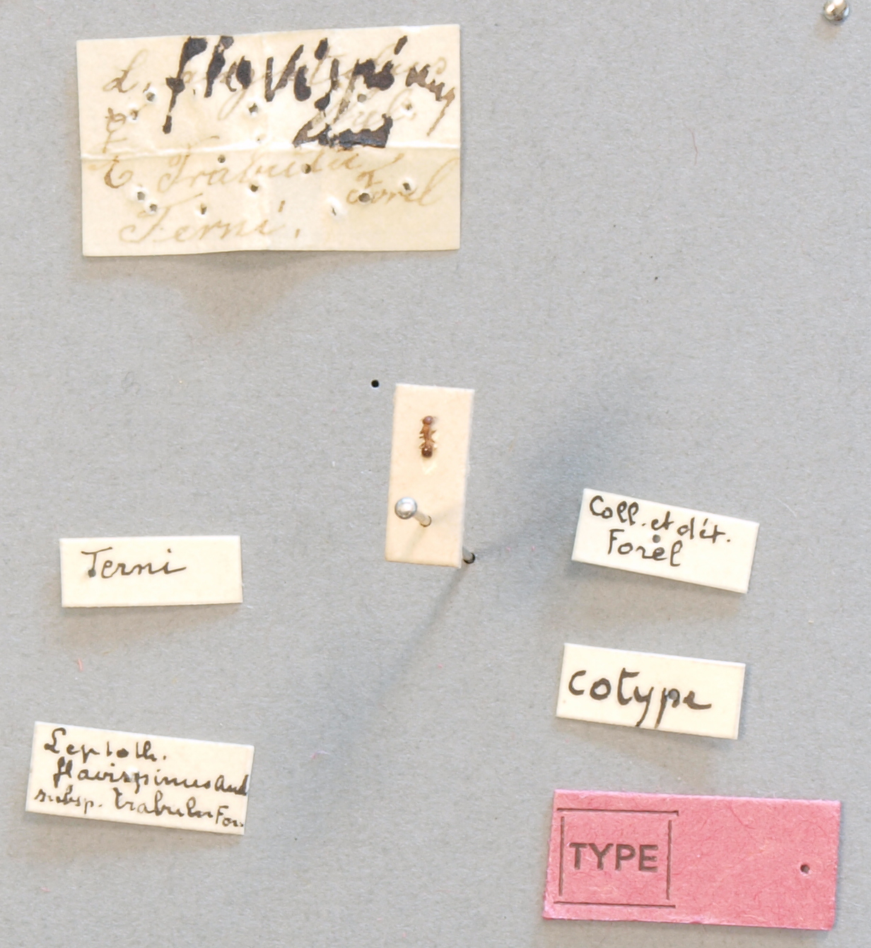 B065 Leptothorax angustulus var. trabutii Labels.JPG
