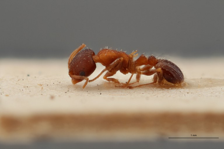 B065 Leptothorax angustulus var. trabutii Lateral ZS PMax.jpg B065 Leptothorax angustulus var. trabutii Lateral ZS PMax.jpg
